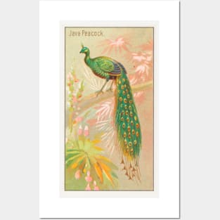 Java Peacock Posters and Art